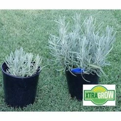 Promo ❤️ 2 lbs. Premium 100% Organic Granular All-Purpose Plant Food and Soil Nourishment/Conditioner and Composter by XtraGrow ⌛ -Organic Gardening Shop xtragrow organic plant food 2420181 44 1000