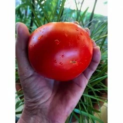 Promo ❤️ 2 lbs. Premium 100% Organic Granular All-Purpose Plant Food and Soil Nourishment/Conditioner and Composter by XtraGrow ⌛ -Organic Gardening Shop xtragrow organic plant food 2420181 fa 1000